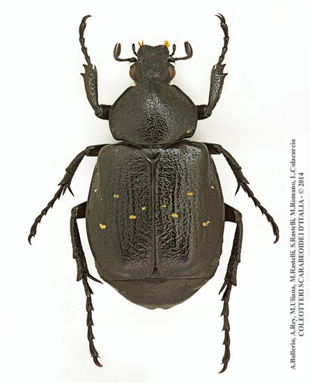 Gnorimus variabilis, femmina